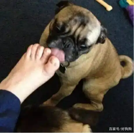难道我的脚有怪味道?狗狗舔主人的脚的几个动机与原因!