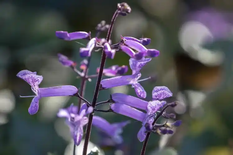 莫娜紫香茶菜vv首发