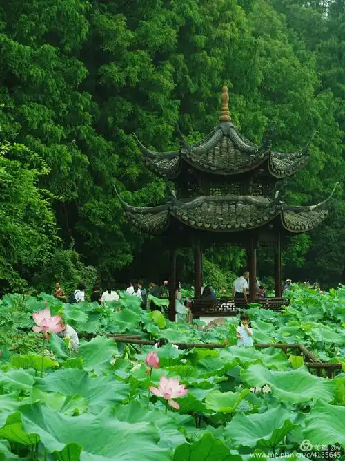 西湖_曲院风荷(阴天)