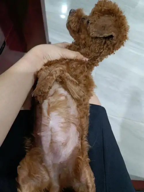 泰迪妹妹的肚子真的是一天比一天大了