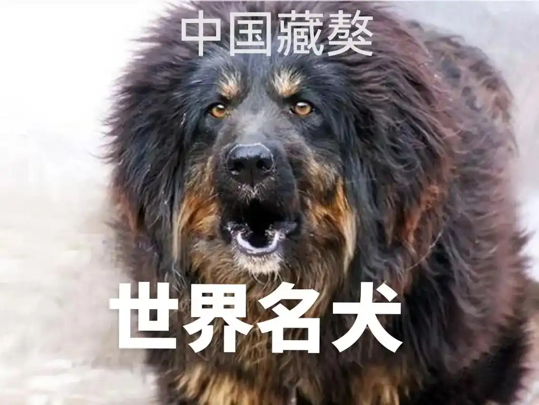 俄罗斯萨摩耶犬日本柴犬德国牧羊犬世界名犬俄罗斯金毛