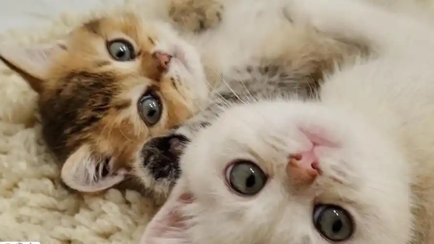 两只猫猫示范什么叫大眼瞪小眼