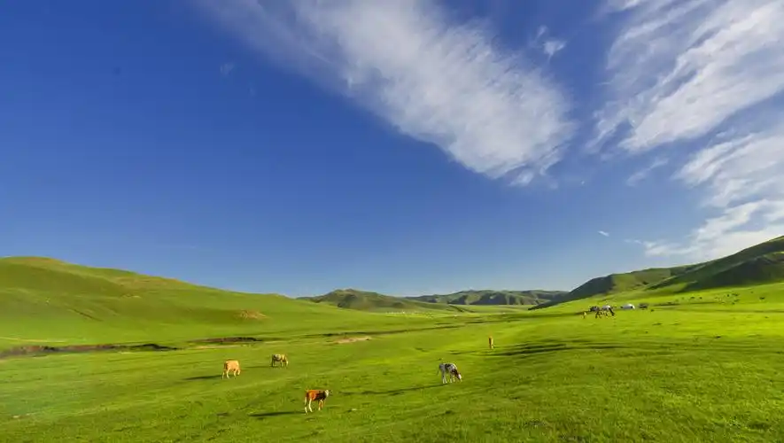 阿鲁科尔沁草原夏日美景.受访者供图