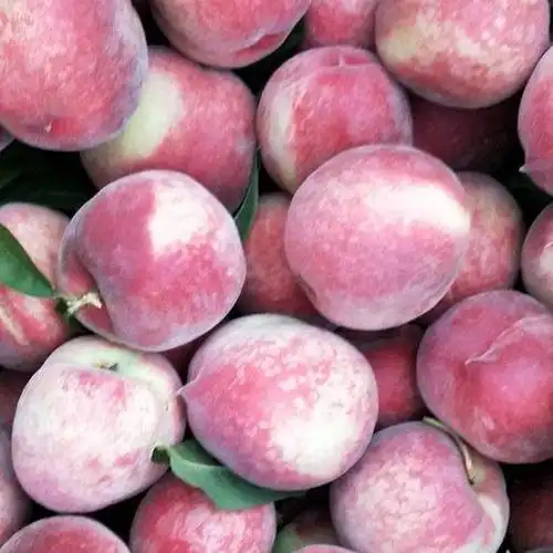 江油市久保毛桃 白花桃