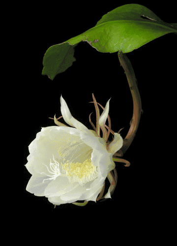 360_500竖版 竖屏gif 动态图 动图