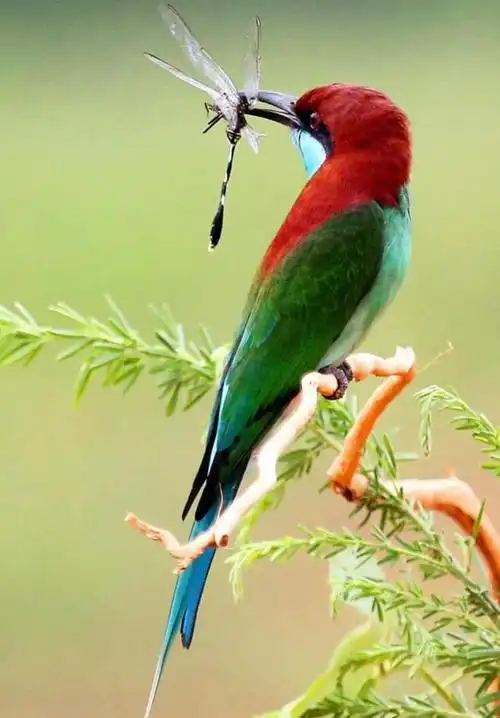 【蓝喉蜂虎】有着"中国最美小鸟"之称,头顶至上背栗红色或巧克力色,过