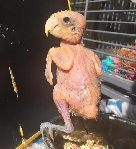 一言不合就拔光毛!看完好心疼!