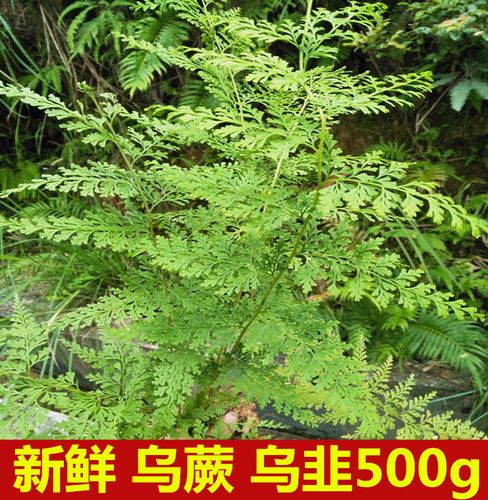 生新鲜乌蕨500g包邮大叶金花草乌韭小叶鸡尾草细叶凤凰尾中草药材