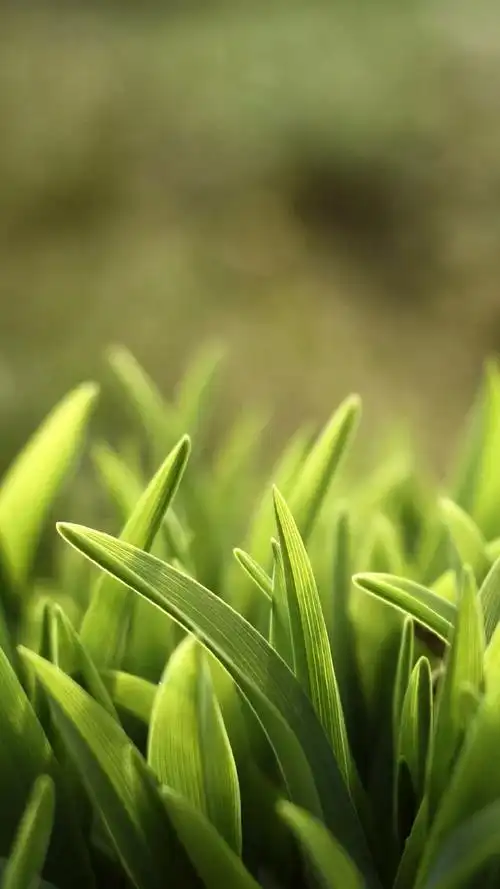 清新护眼的绿色植物手机壁纸