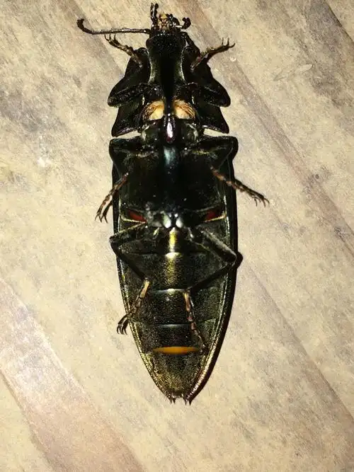 这是什么昆虫,看图.