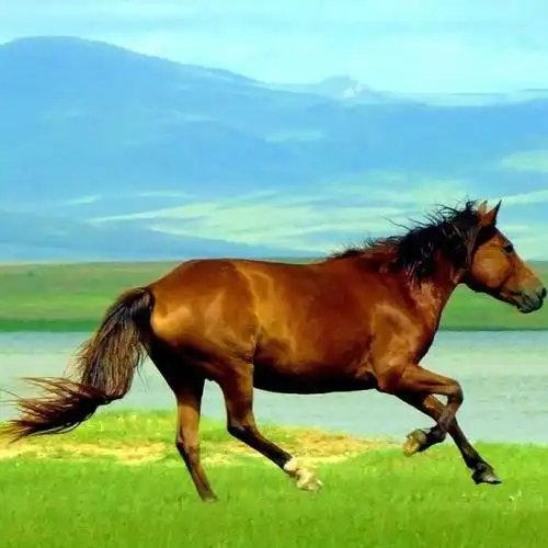 骏马草原风 | 纯粹天籁声