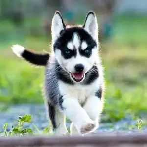 出售纯种哈士奇幼犬活体二哈幼犬蓝眼哈奇士中型雪橇犬宠物狗狗