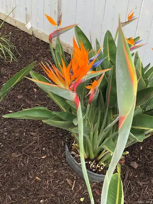 植物天堂鸟养在室内注意事项,保持光照和水分充足!