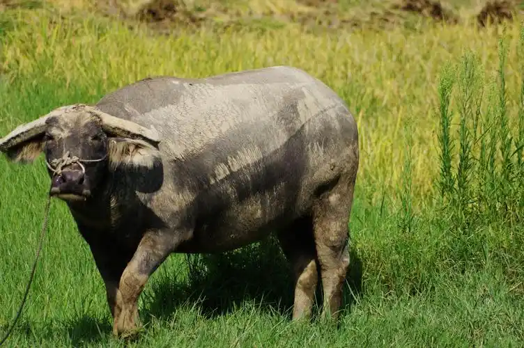 水牛