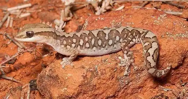 【科普】守宫大集合,蜥蜴汇总图鉴(壁虎科gekkonidae)