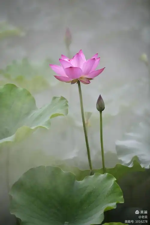 亚艺园禅荷花岛 拍摄时间:2019.05.