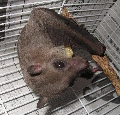 养只蝙蝠当宠物 不能太帅了