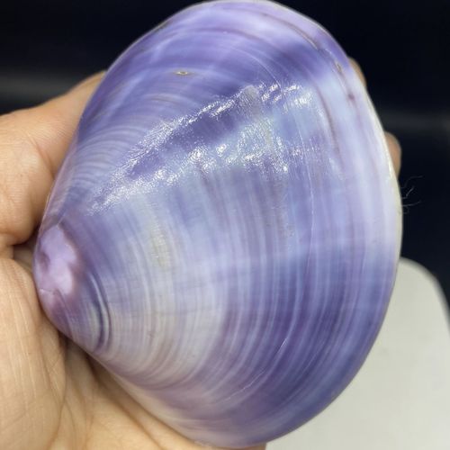 紫贝壳的约定 天然颜色紫蛤 双面紫色贝壳 无染色 天然贝壳海螺