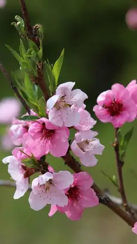 「超清手机壁纸」桃花·桃之夭夭,灼灼其华
