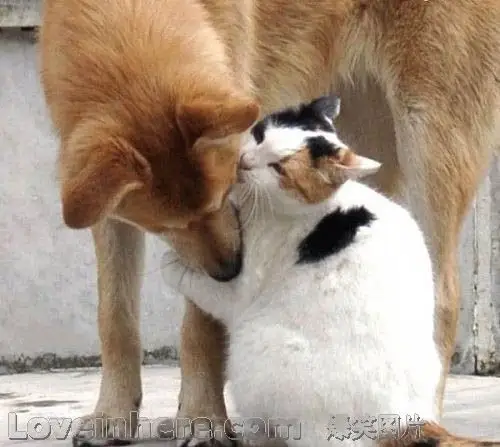 亲爱的来亲一个