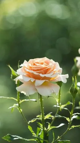 『一花一叶一世界』月季花,唯美意境,小清新植物壁纸