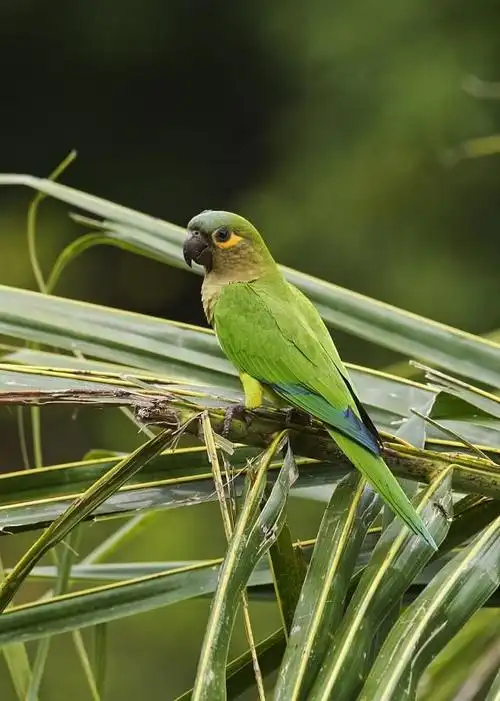 太平洋鹦鹉你们见过吗它鸟喙强劲有力喙钩曲体积小巧