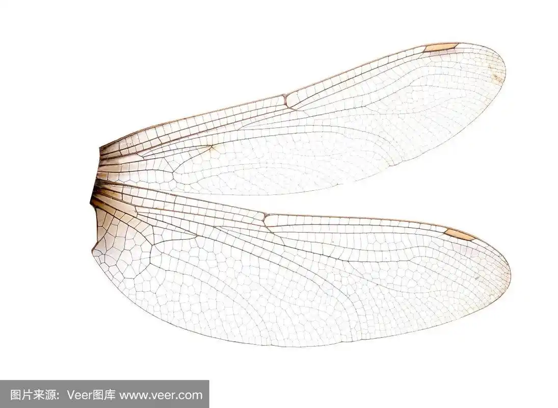 蜻蜓的翅膀孤立在白色的背景上.