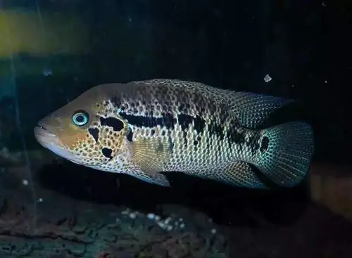 每日一鱼花老虎鱼体表花纹与老虎有几分相似