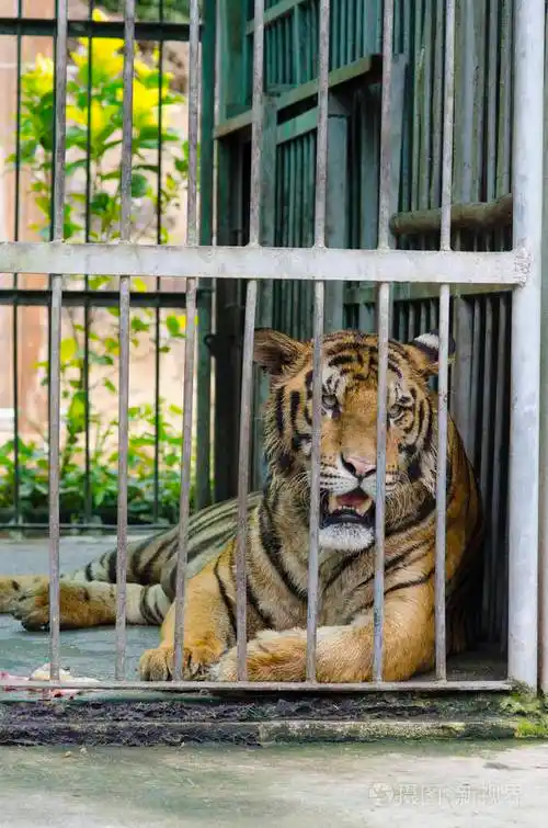 老虎在笼子里画像