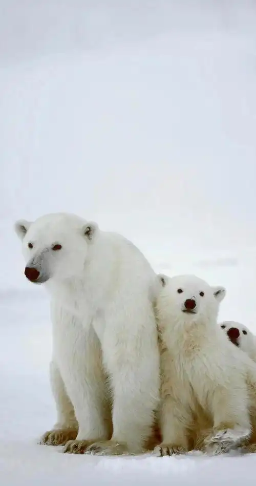 动物世界——地球生灵无水印图片震撼合辑特刊收藏版