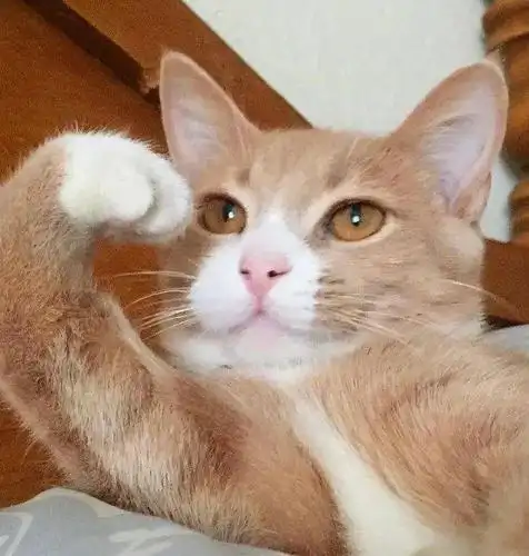 猫看电视模仿黄子韬salute学到精髓