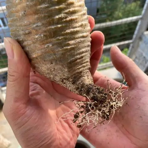 哎发根了就是不长叶啊4个多月了