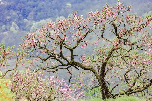 动了多少情,凡了多少心,桃花付诸了时间的流水