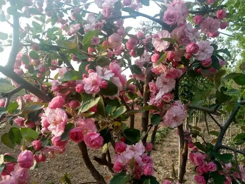 白兰地海棠开花在几月?花期长吗?水肥怎么管理?