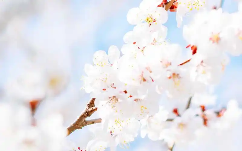 小清新唯美樱花高清图片桌面壁纸