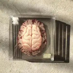 爱思唯尔  思唯社  爱因斯坦的大脑切片杯垫,没有盒子了,亚