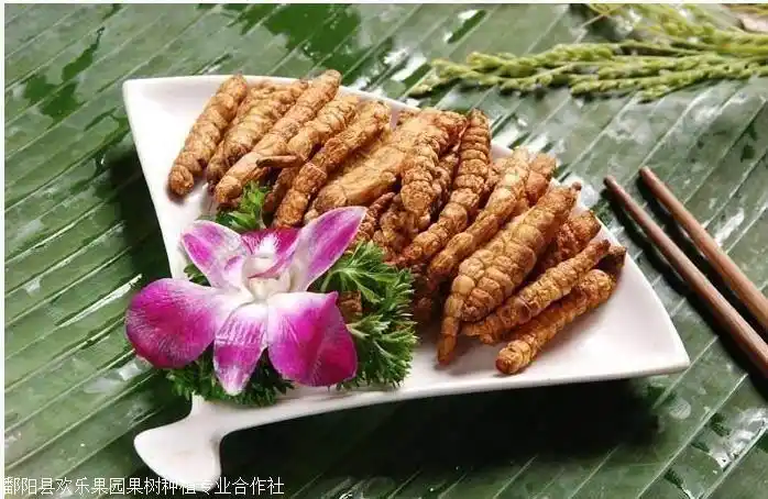 地笋怎么吃地笋批发地笋种根苗批发