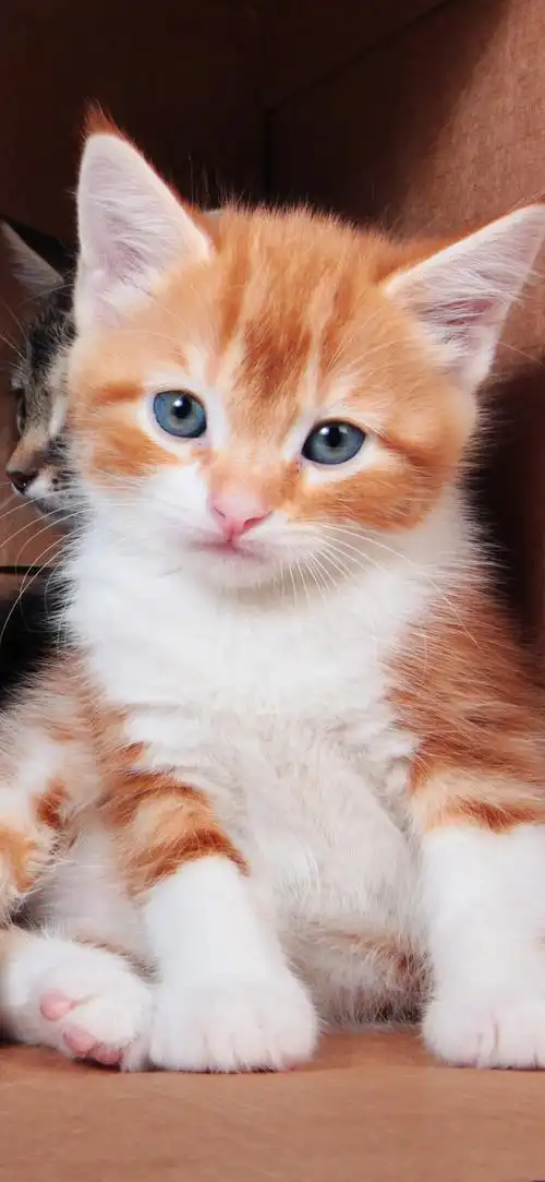 1 2 3 4 5 ( 5 人评分) 所属分类:动物与鸟  , 猫咪 标签: 三可爱小猫