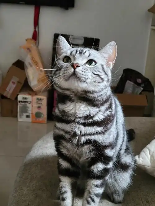 美国短毛猫