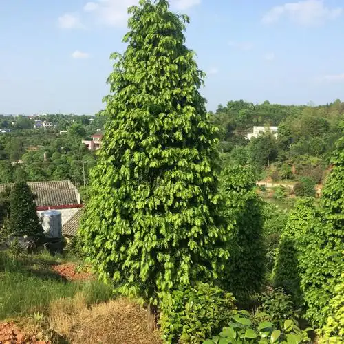 绿化工程苗木批发 红豆杉造型树 优质红豆杉造型树规格齐全