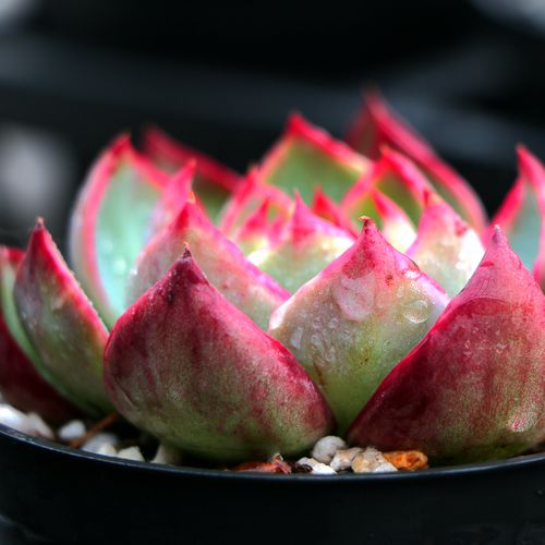 90淘宝新品惊鸿仙子卡西欧多肉植物老桩多肉室内肉肉状态肉肉精品控养