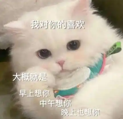 后台回复"表情包"获取更多最新猫咪表情包,每天12点更新