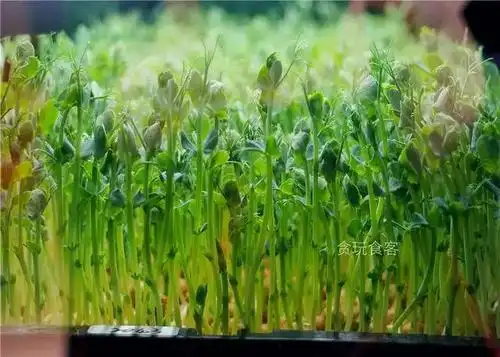 饵丝,烤鱼老油条,糖蒜,猪蹄麻辣烫,北京有你的家乡味吗?