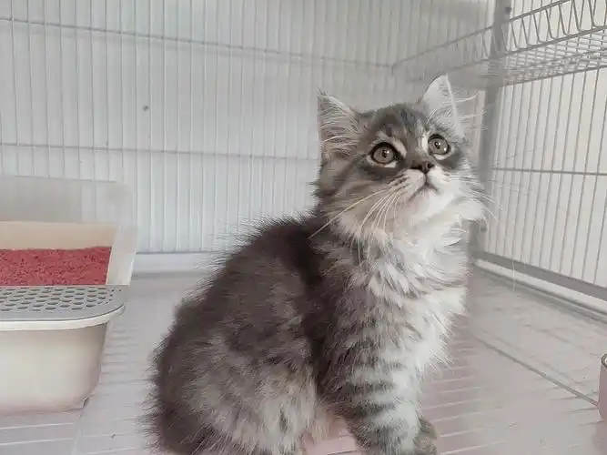 小偿领养,英短蓝白 纯白蓝眼 美短长毛,500一只不议价,上海闵行浦江镇