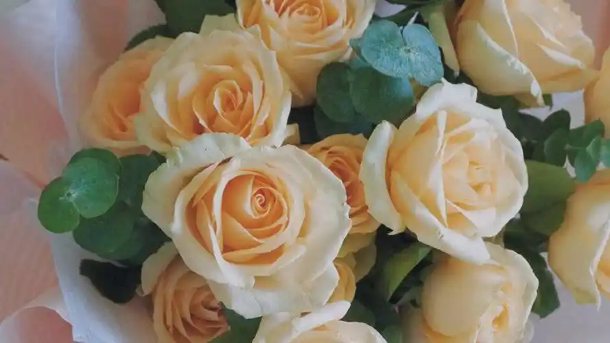 电脑壁纸 节日 节日合集 教师节送香槟玫瑰的花语