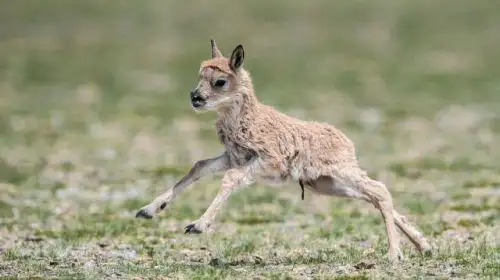 在"生命禁区"迎接新生——直击藏羚羊产仔