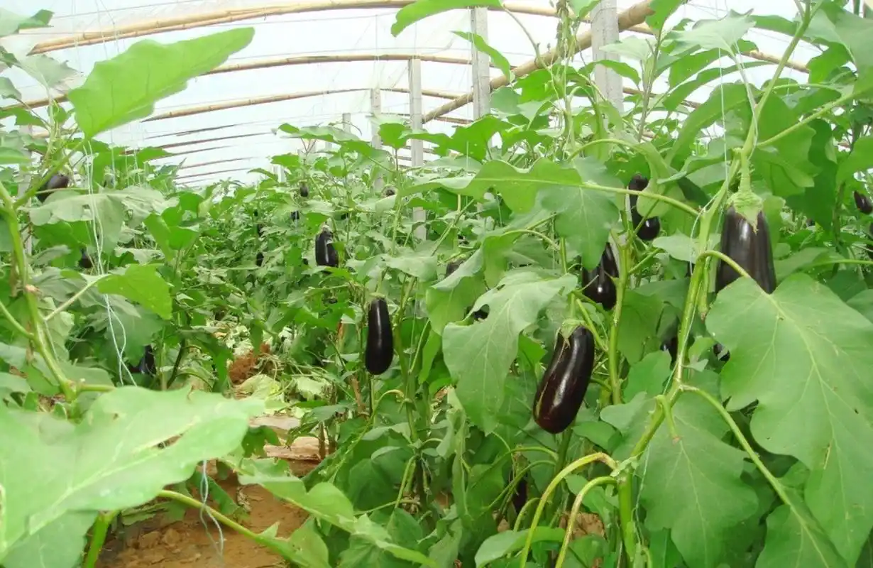 大棚茄子的种植技术和管理 - 2020年最新商品信息聚合专区 - 百度爱