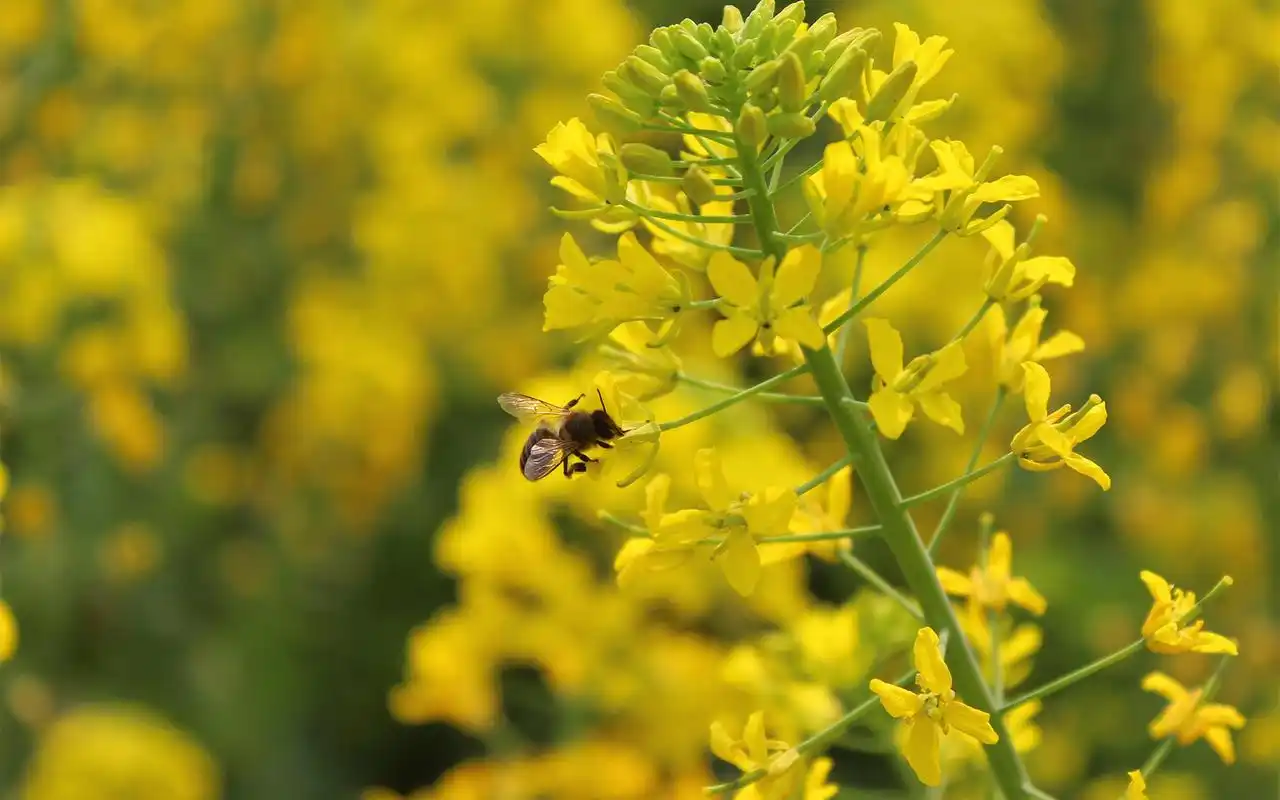 油菜花唯美风景图片桌面壁纸