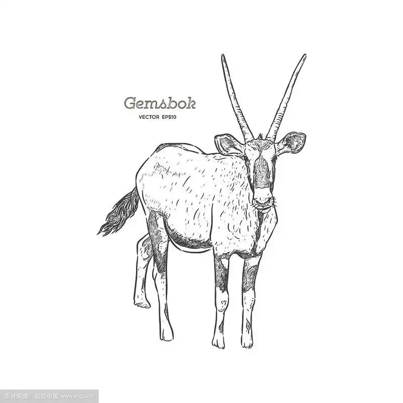 羚羊,瞪羚或大羚羊手绘素描