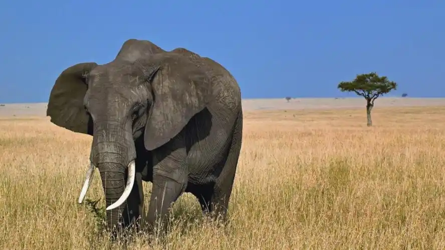 人教部编版二年级语文下册19大象的耳朵精品教学课件ppt小学优秀公开